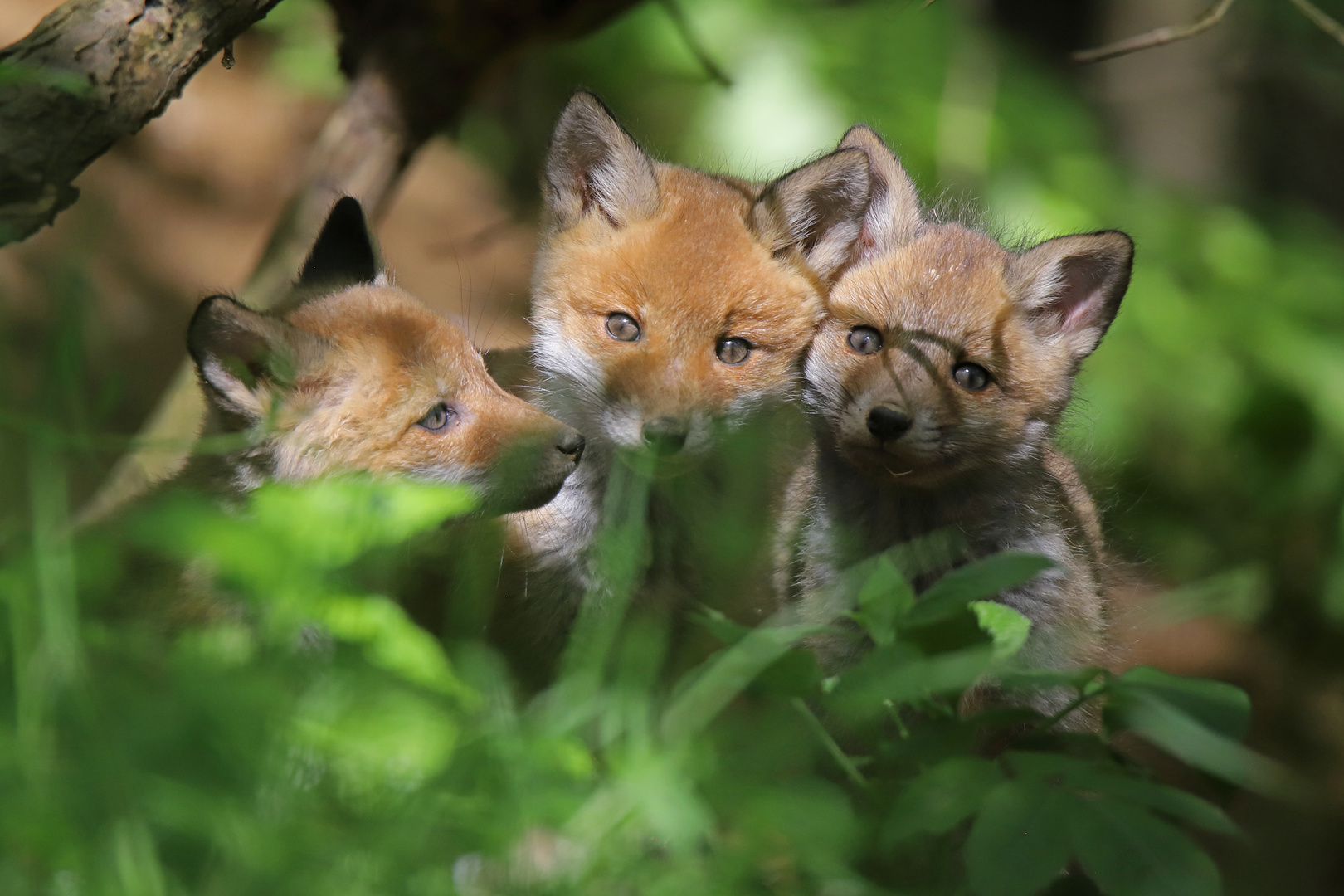 3 junge Fuchs Welpen 