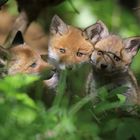 3 junge Fuchs Welpen 