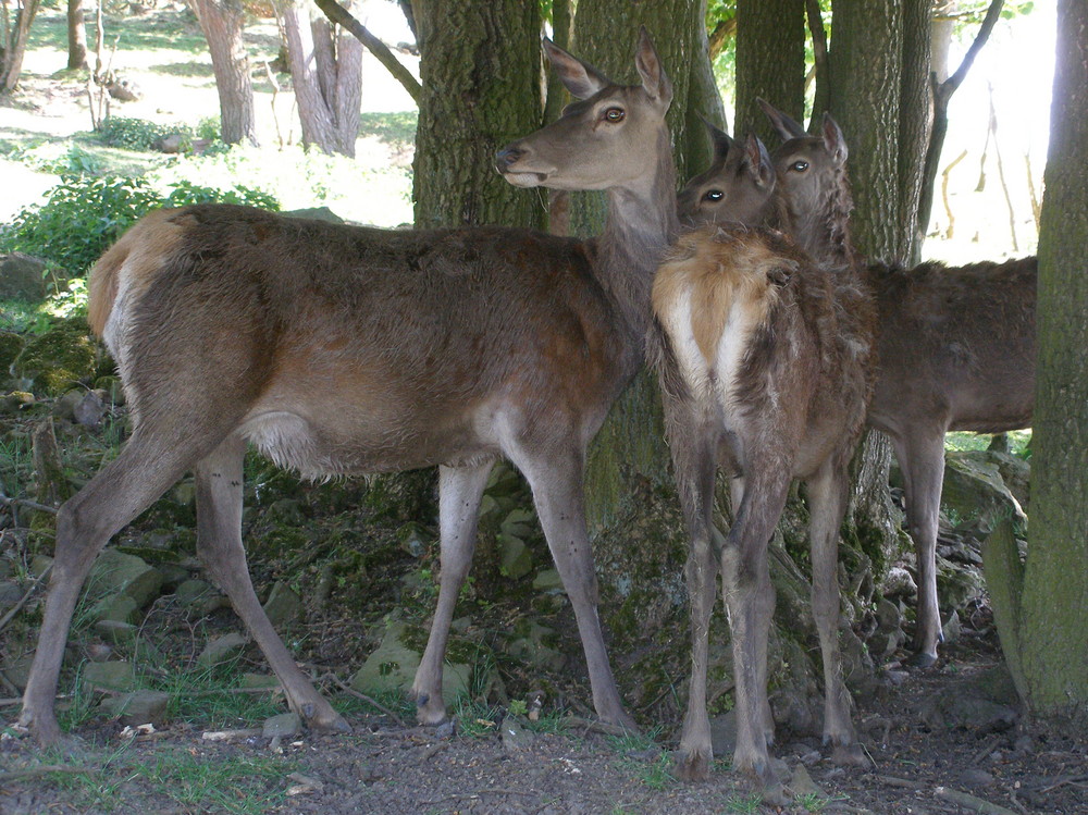 " 3 JUNGE HIRSCHKÜHE "