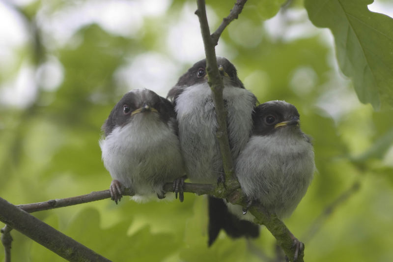 3 junge Schwanzmeisen