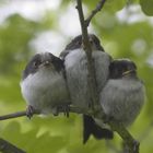 3 junge Schwanzmeisen