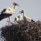 3 Junge Störche