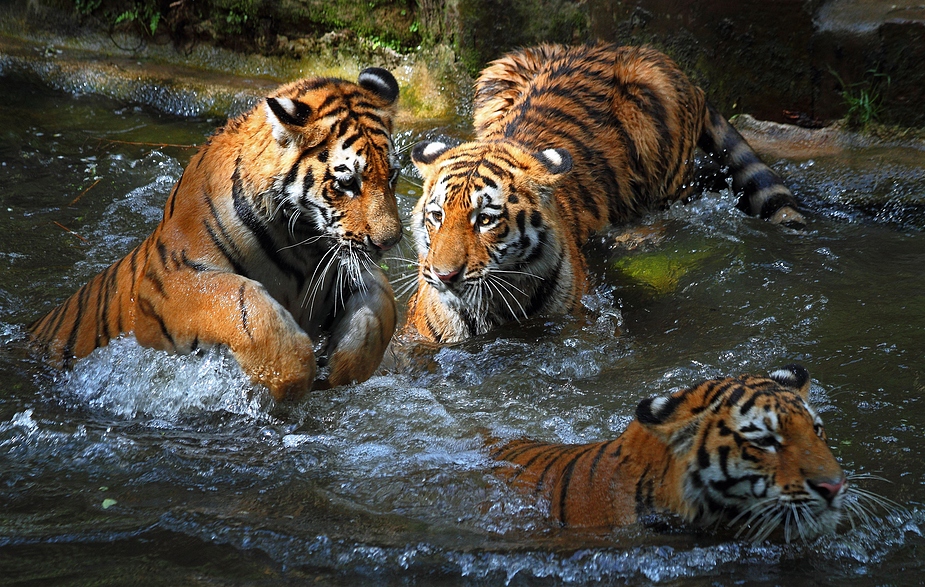 3 Jungtiger in Nürnberg - März 2010