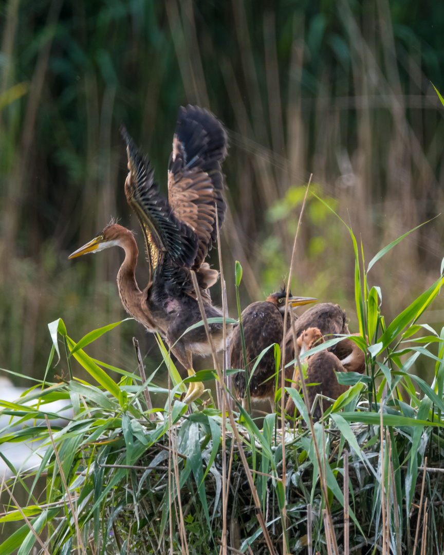 3 Jungvogel übt Fliegen