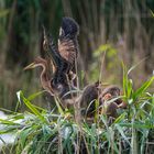 3 Jungvogel übt Fliegen