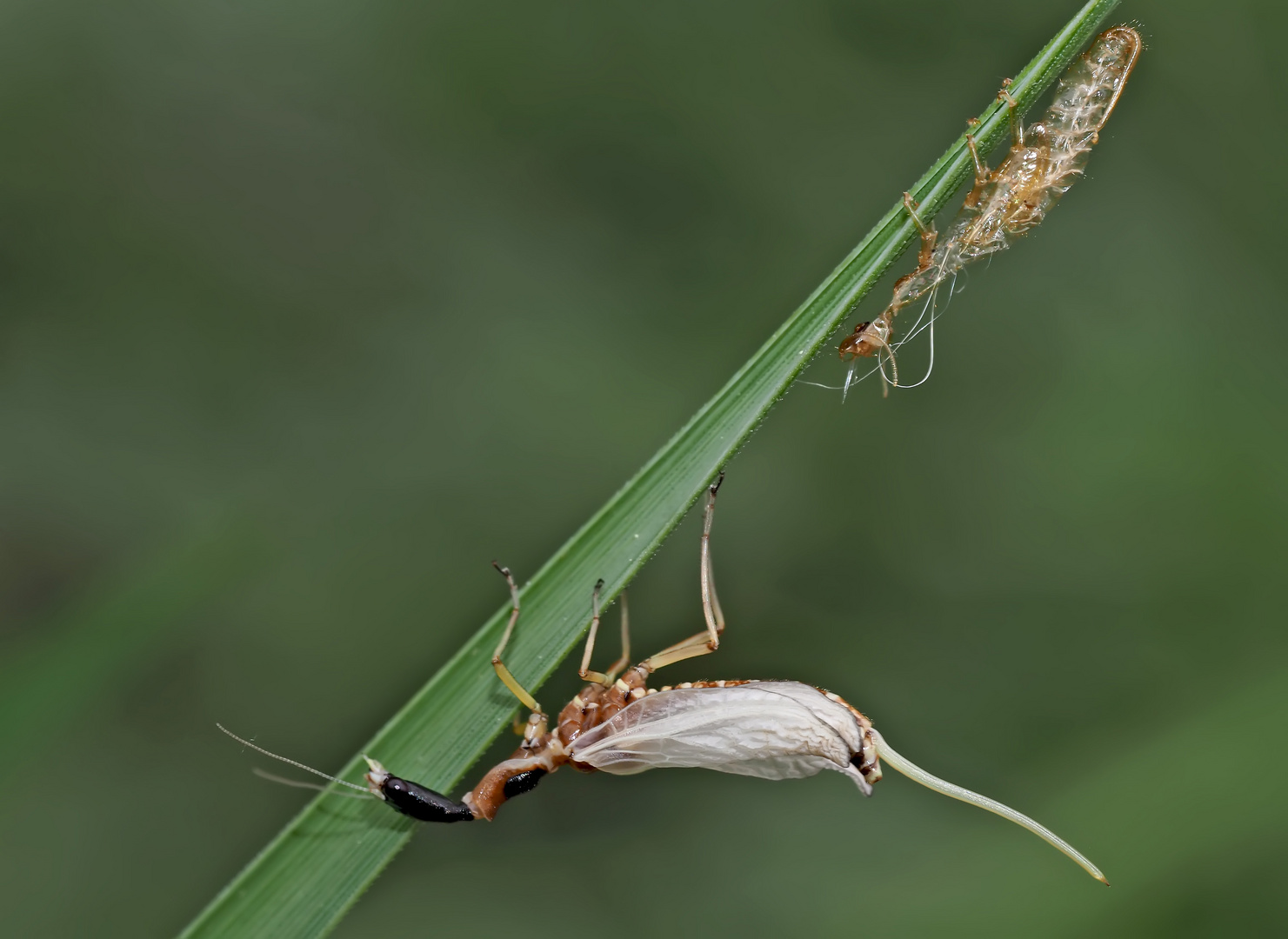 3. Kamelhalsfliege (Raphidia sp.): Metamorphose! Aufnahme 12 Minuten nach dem 1. Foto.