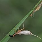 3. Kamelhalsfliege (Raphidia sp.): Metamorphose! Aufnahme 12 Minuten nach dem 1. Foto.