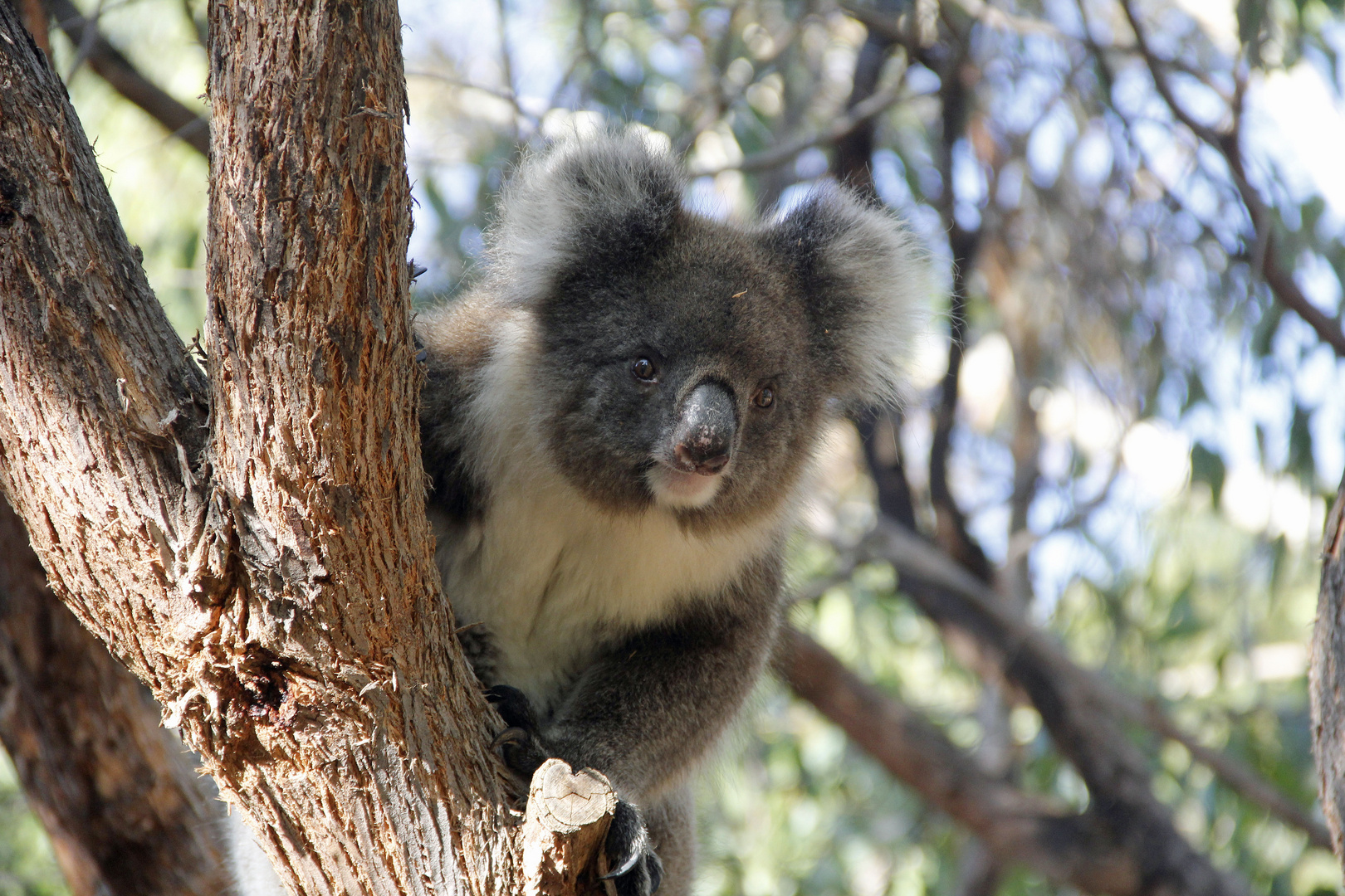 3 Kangaroo Island 2012