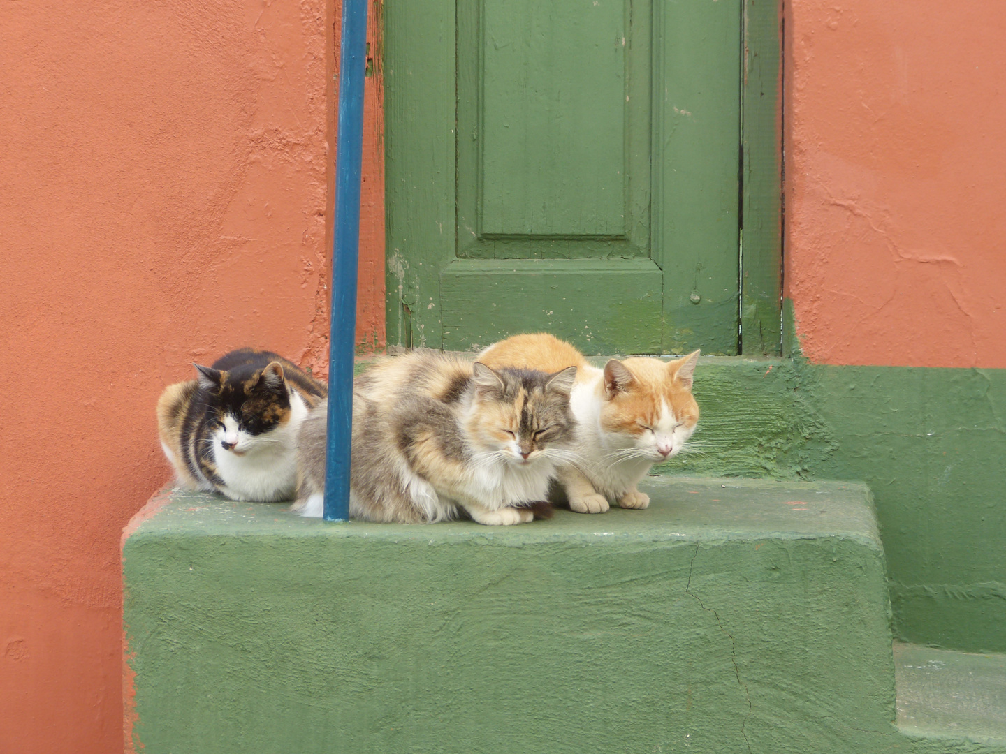 3 Katzen am Straßenrand