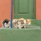 3 Katzen am Straßenrand
