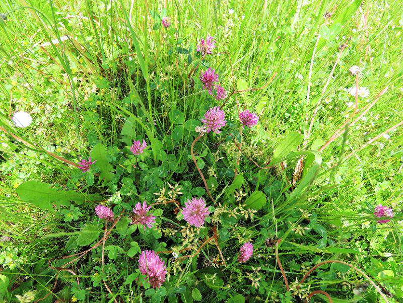 3 Kleeblüten kamen noch dazu