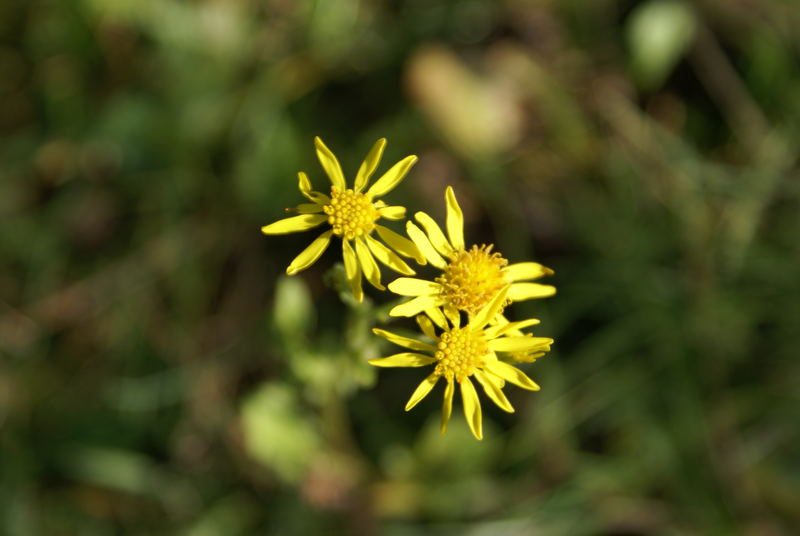 3 kleine Blümchen