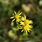 3 kleine Blümchen