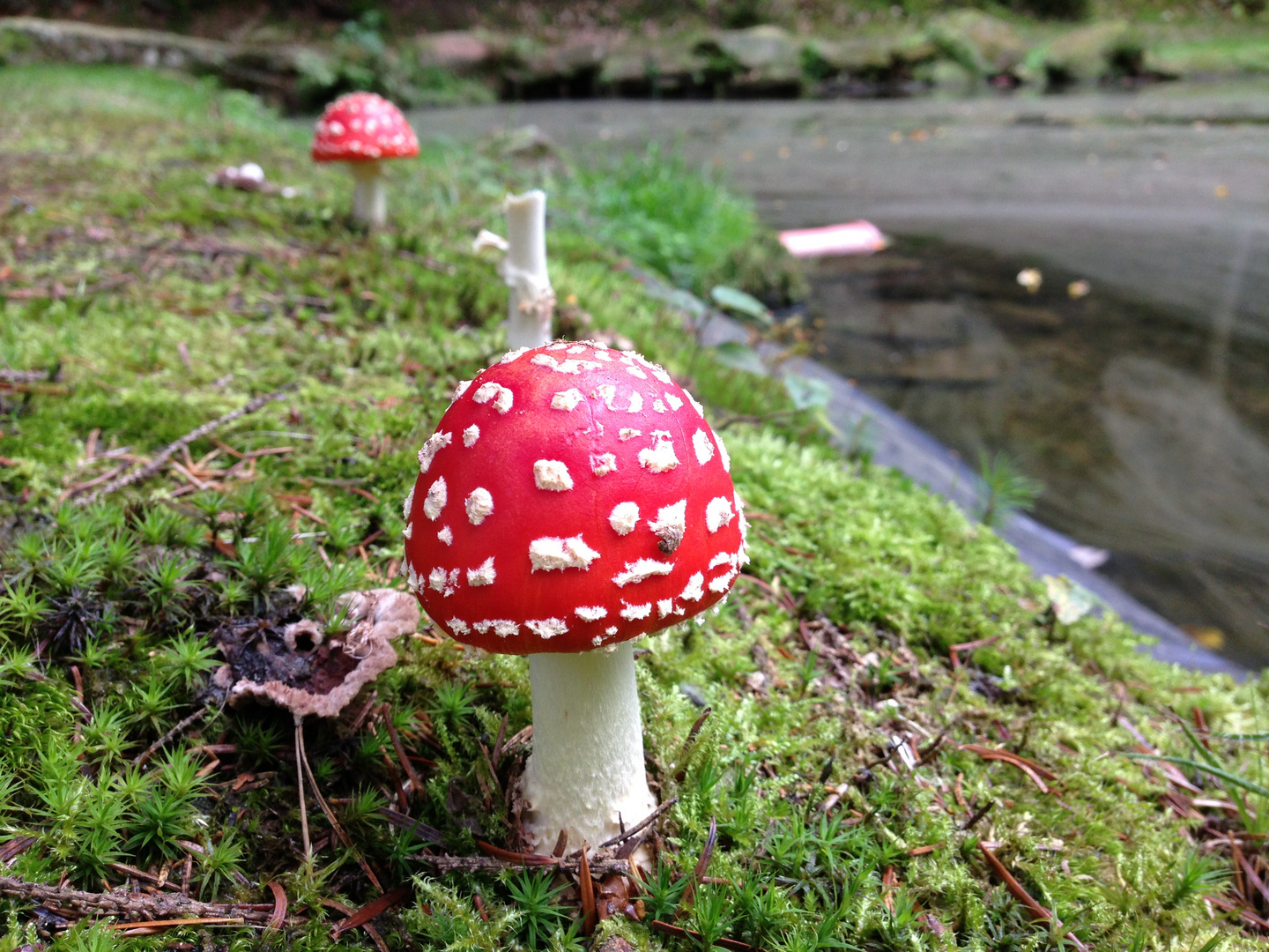 3 kleine Fliegenpilze , die standen mal im Wald ...