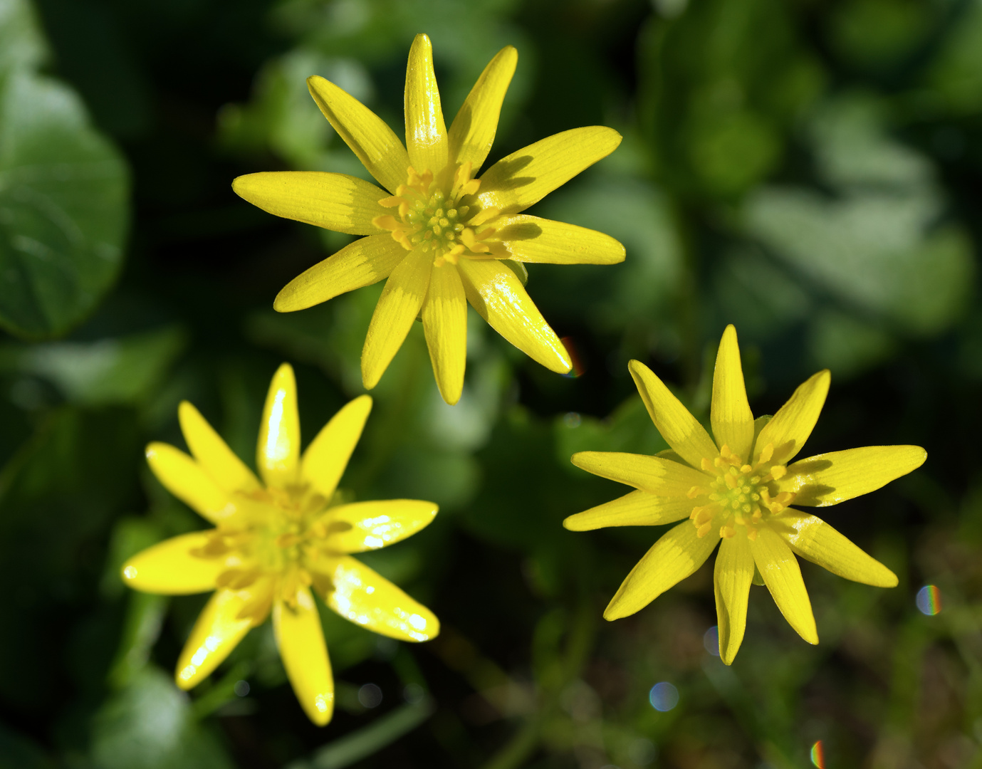 3 kleine gelbe Blüten