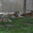 3 kleine junge Tiger