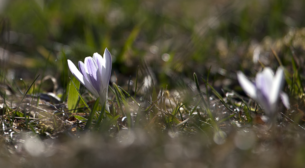 (3) Kleine Krokus-Serie von letzter Woche ...