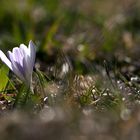 (3) Kleine Krokus-Serie von letzter Woche ...