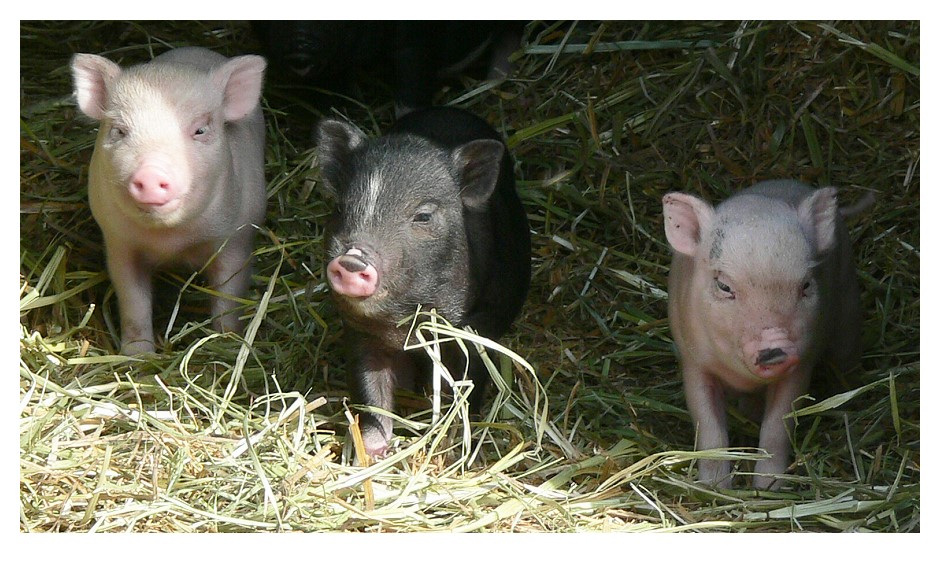 3 kleine Schweinchen