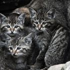 3 kleine wilde Katzen !!!