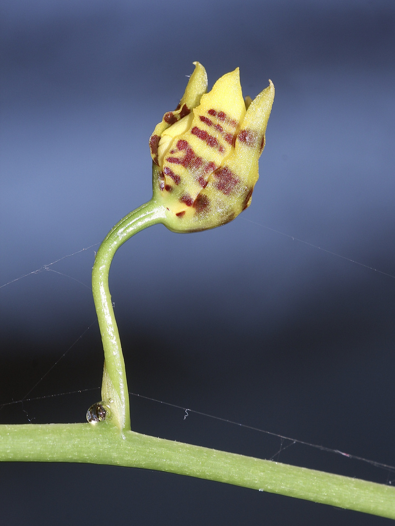 (3) Knospenöffnung bei einer Oncidium-Orchidee