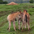 3 Konikfohlen