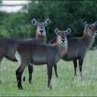 3 ladies waterbuck