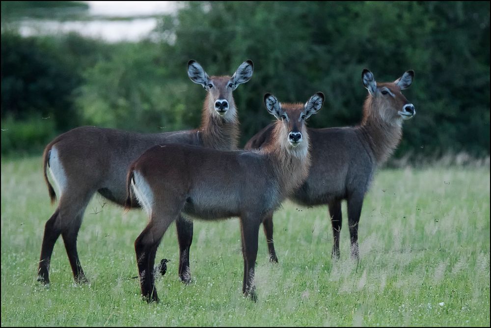 3 ladies waterbuck