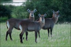 3 ladies waterbuck