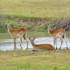 3 Lechwe Damen am und im Wasser