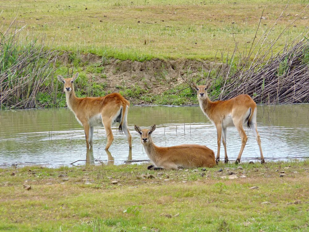 3 Lechwe Damen am und im Wasser