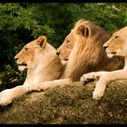 3 Lions