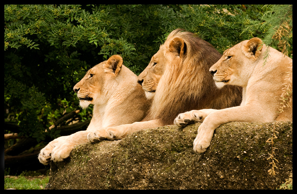 3 Lions