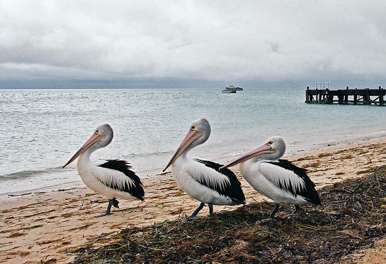 3 "little" Pellicans...