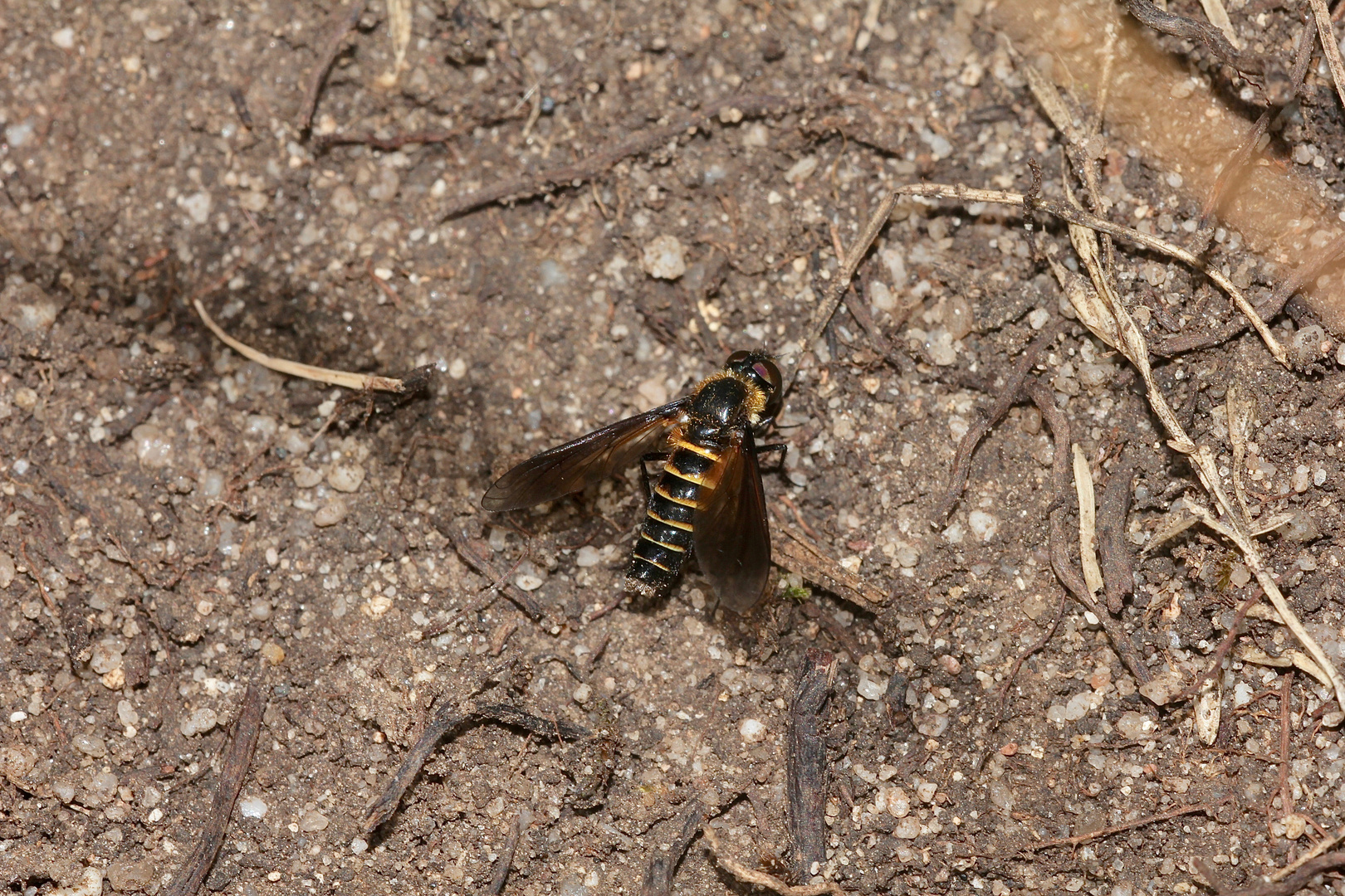 (3) LOMATIA LATERALIS - ein seltener Schweber (Fam. Bombyliidae), ...