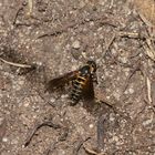 (3) LOMATIA LATERALIS - ein seltener Schweber (Fam. Bombyliidae), ...