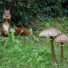 3 Männlein stehen im Wald ...