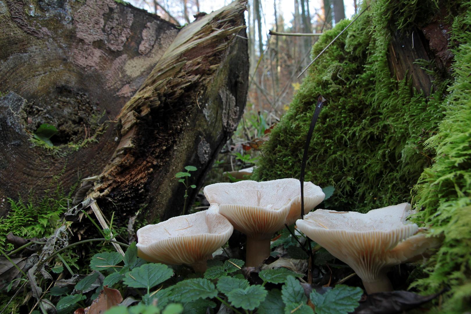 3 Männlein stehen im Walde