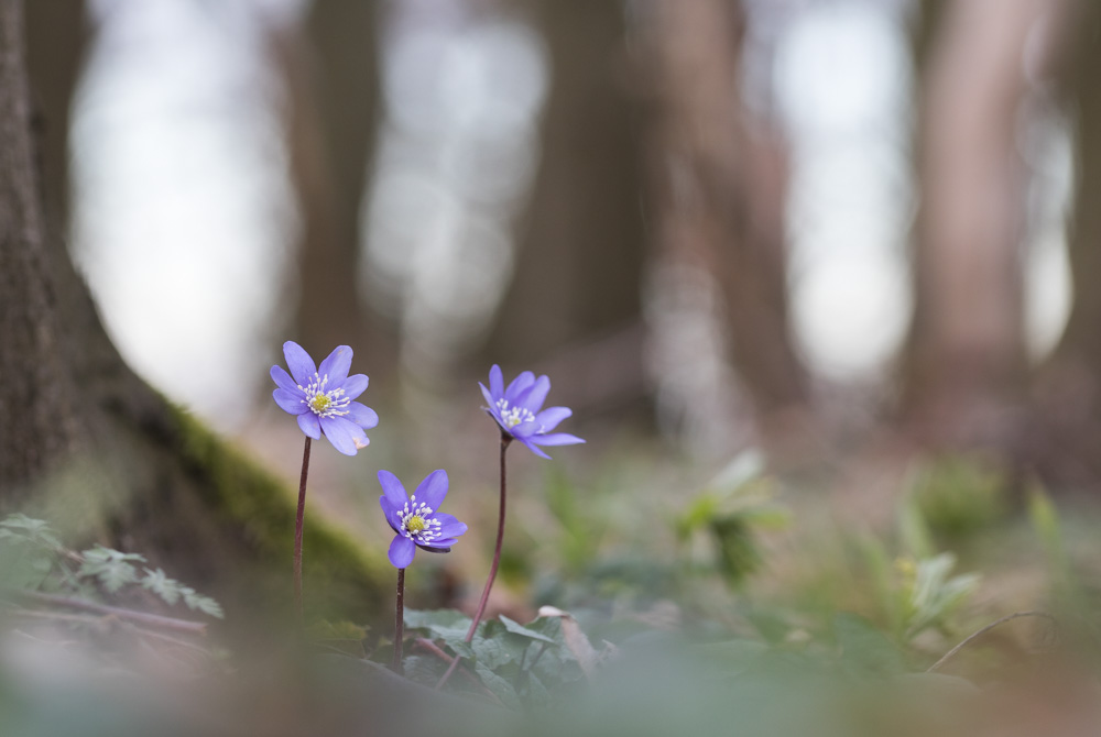 3 Männlein stehn im Walde