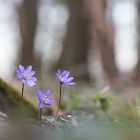 3 Männlein stehn im Walde