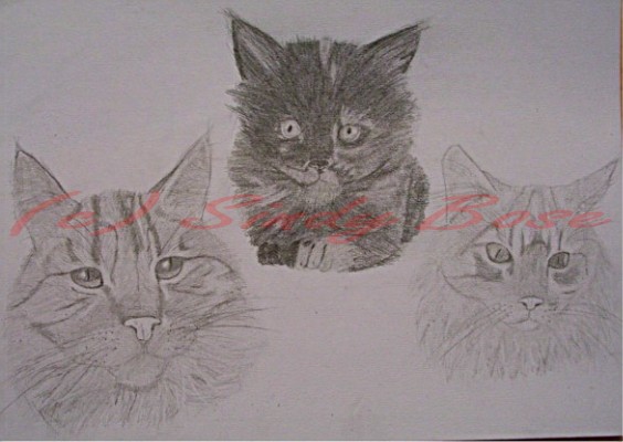 3 Maine coon Katzen