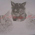 3 Maine coon Katzen