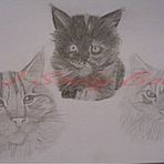 3 Maine coon Katzen