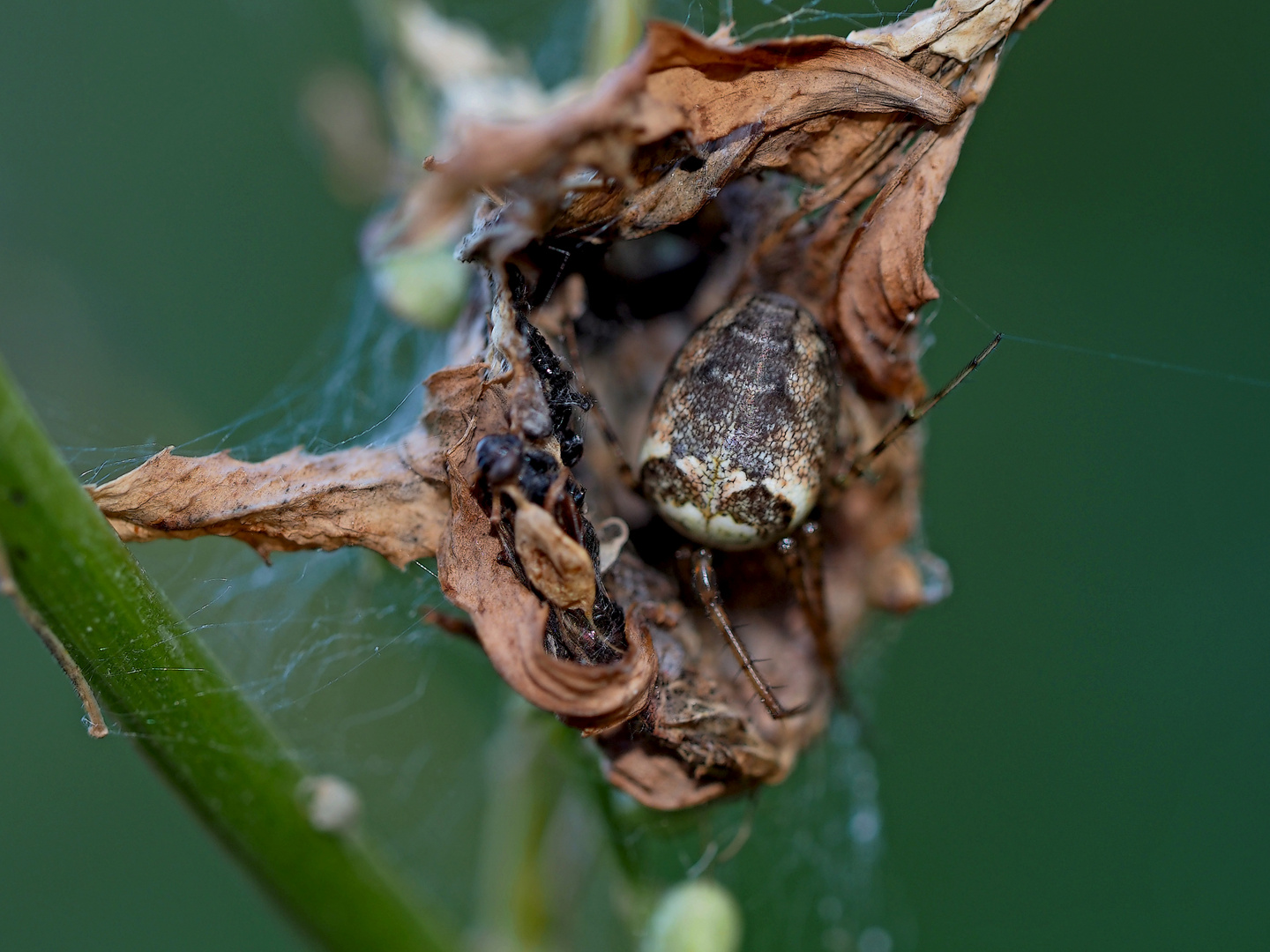 3. Makro: Wahrscheinlich eine Herbstspinne (Metellina-Art) ...