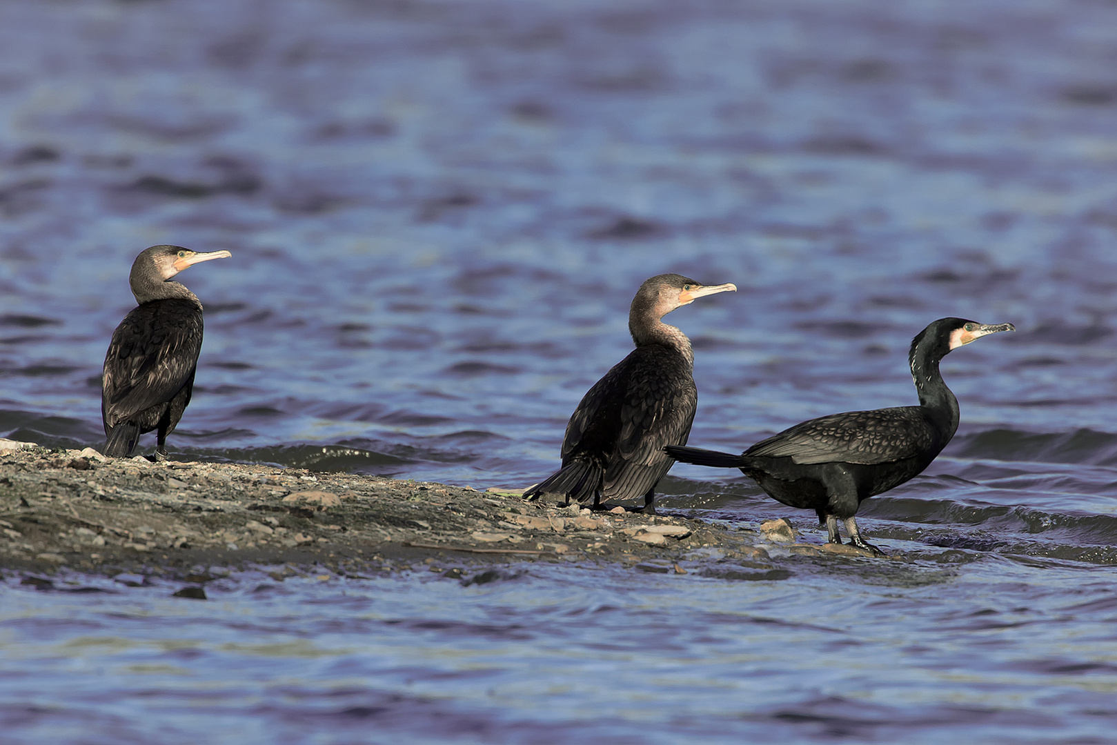 3 mal Kormoran