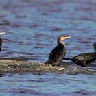 3 mal Kormoran