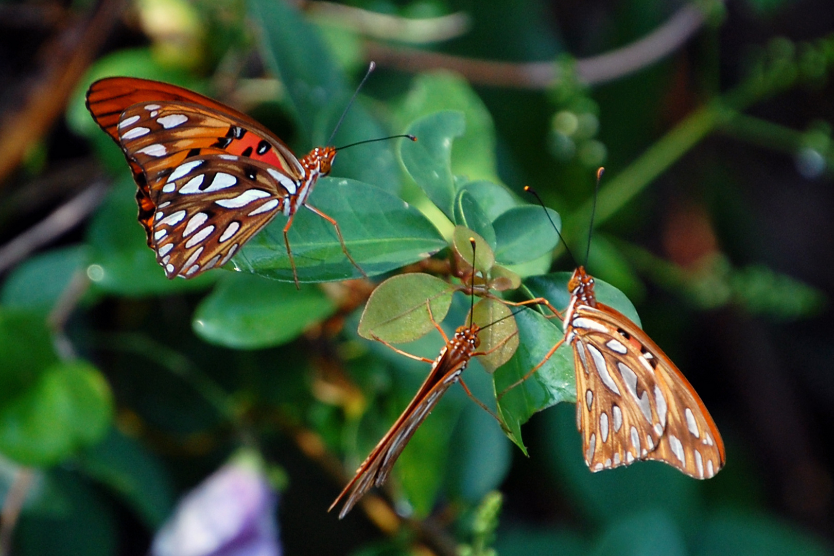 3 mariposas