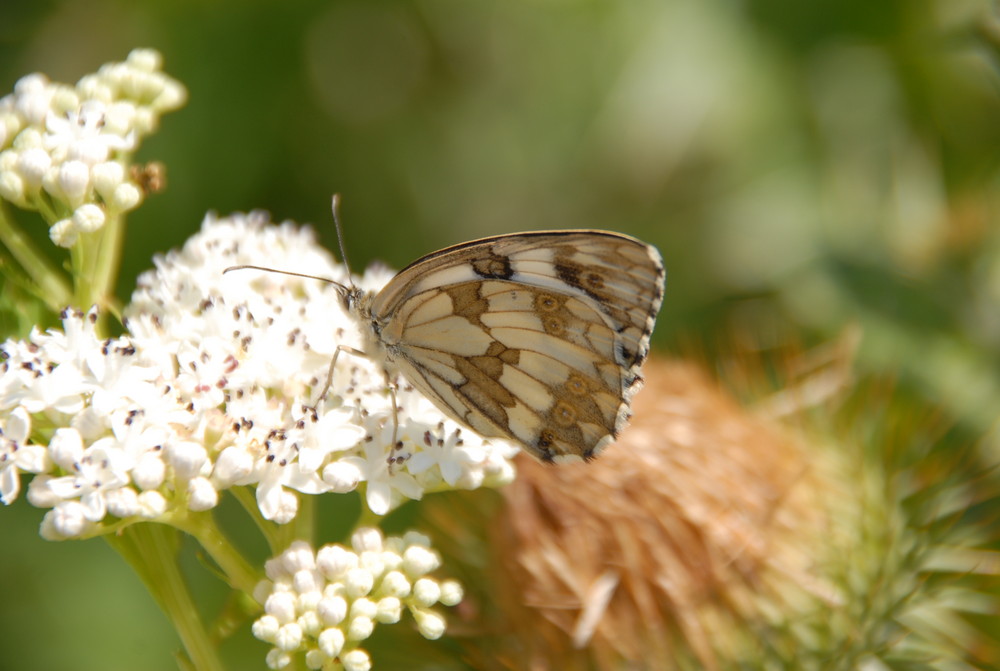 3-Mariposas en La Mussara