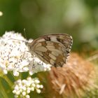 3-Mariposas en La Mussara