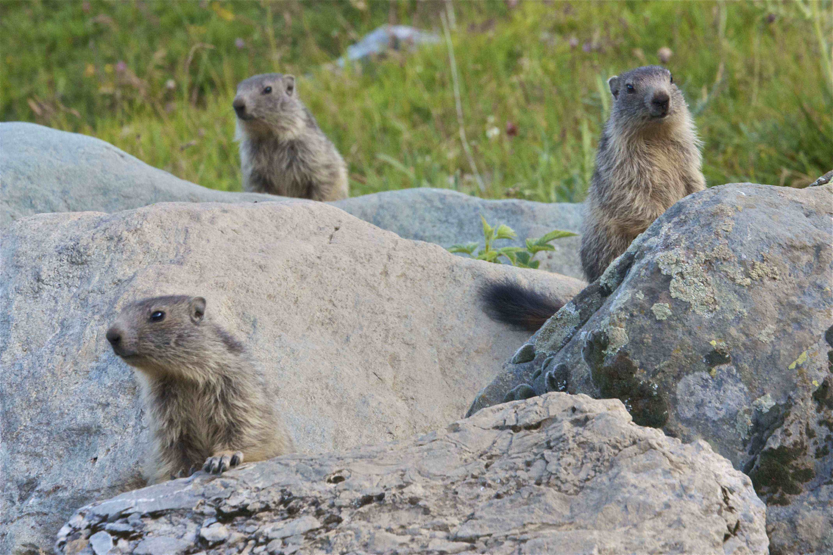 3 marmottes